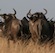 Wildebeest in the Serengeti